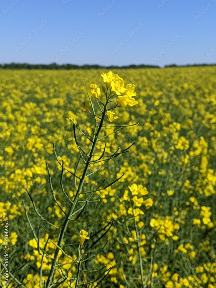Obraz premium Rapeseed or winter rapeseed. In the spring and early summer, large areas of agriculture, the land blooms with bright and endless bright yellow flowers - this is winter rapeseed, or as it is also calle