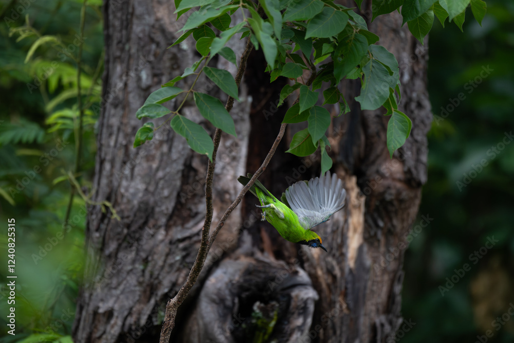The beautiful golden fronted leafbird mid flight against a backdrop of blurred natural foliage. The beautiful golden fronted leafbird mid flight against a backdrop of blurred natural foliage.