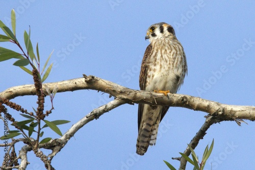 a beautiful falcon perched in the branch