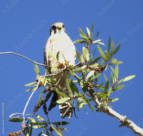 a falco perched on branch