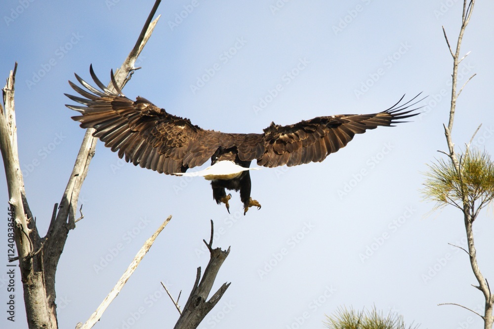Obraz premium bald eagle in fly