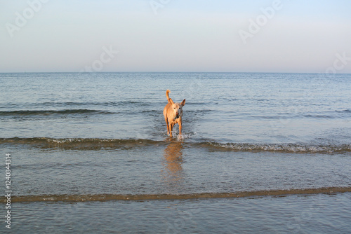Urlaub mit Hund: Alter Hund spielt mit einem Stock im Maul und kommt aus dem Meer an den Strand gerannt 