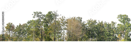 Green Trees on transparent background. are Forest and foliage in summer for both printing and web pages with cut path and alpha channel