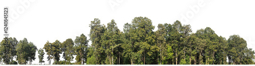 Green Trees on transparent background. are Forest and foliage in summer for both printing and web pages with cut path and alpha channel