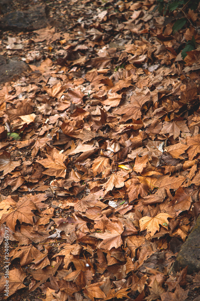 autumn leaves on the ground autumn leaves on the ground