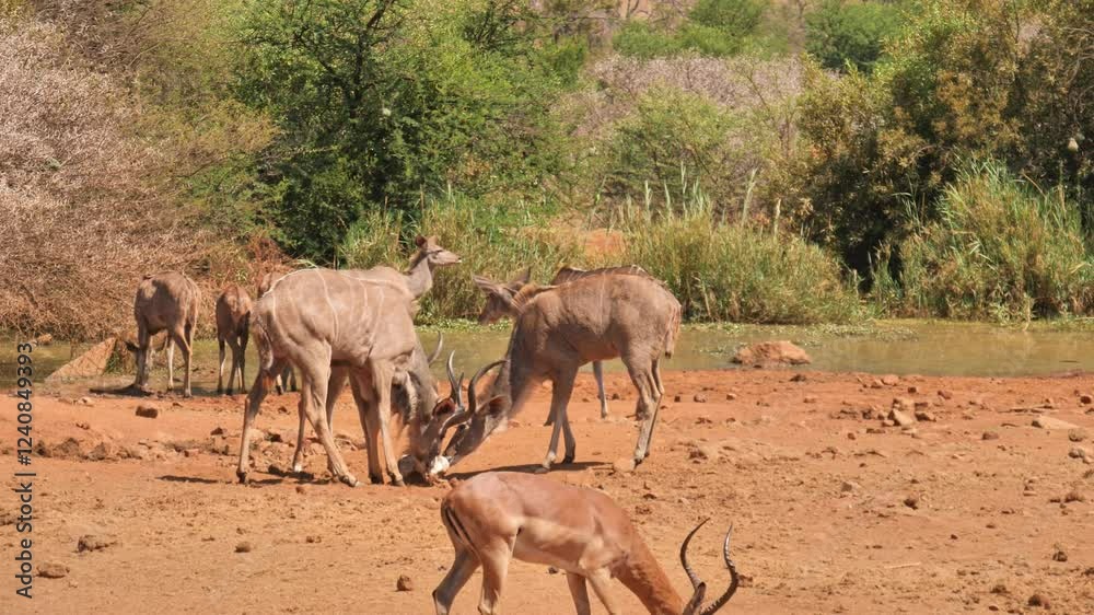 Kudu and impala at a watering hole in Pilanesberg National Park, Africa Kudu and impala at a watering hole in Pilanesberg National Park, Africa