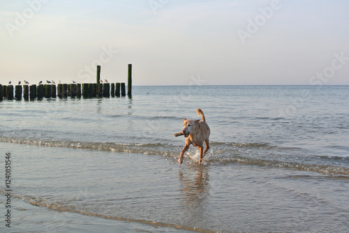 Urlaub mit Hund: Alter Hund spielt mit einem Stock im Maul und kommt aus dem Meer an den Strand gerannt 