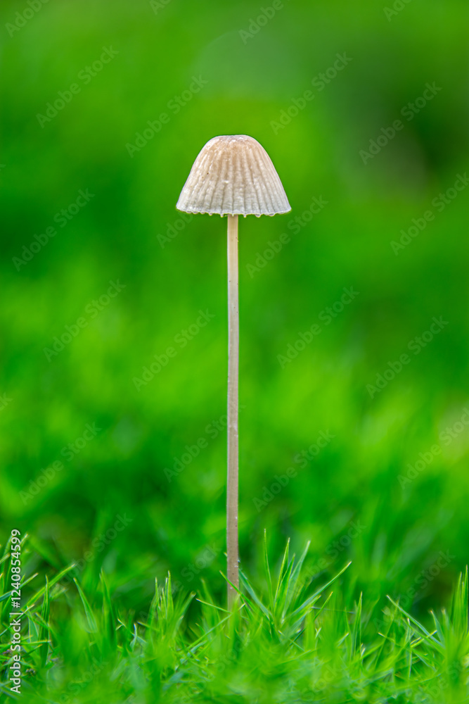 A Guide to Non-Edible and Poisonous Mushrooms A Guide to Non-Edible and Poisonous Mushrooms