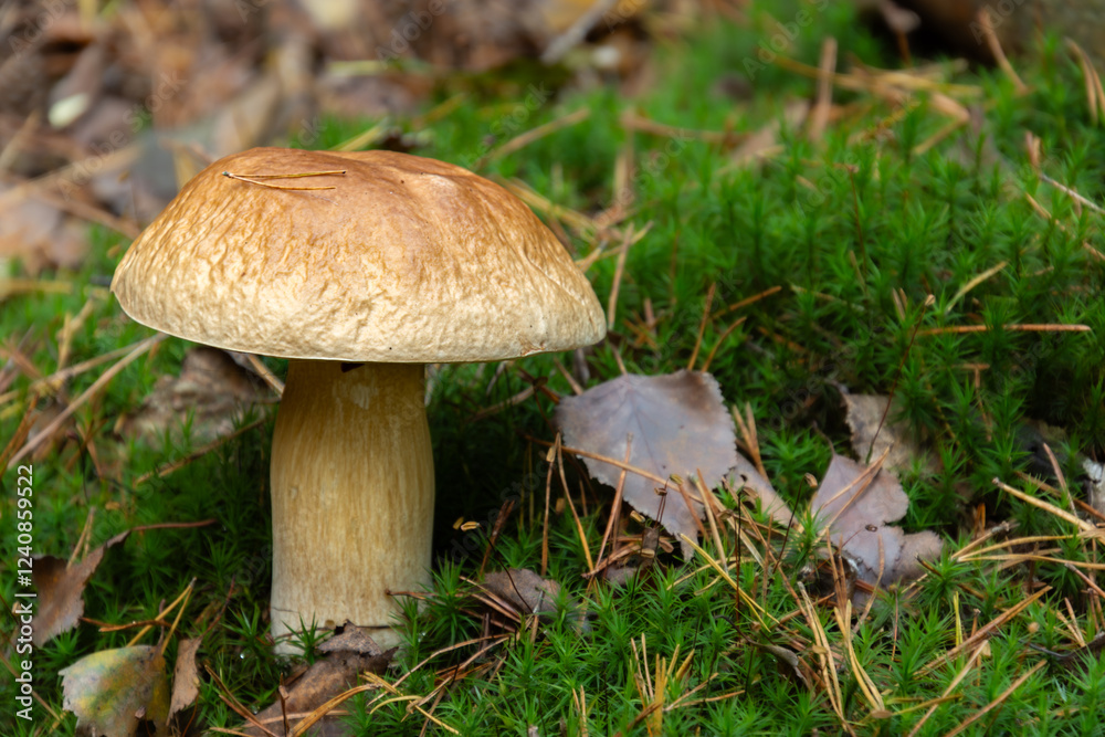 Delicious and Safe: A Guide to Edible Mushrooms Delicious and Safe: A Guide to Edible Mushrooms