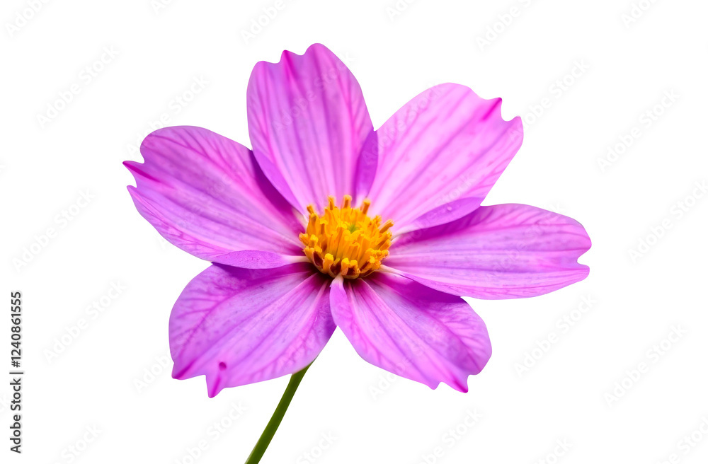 Purple flowers isolated on a white background. Perfect for wedding invitations, creating brand names or wall paintings. Purple flowers isolated on a white background. Perfect for wedding invitations, creating brand names or wall paintings.