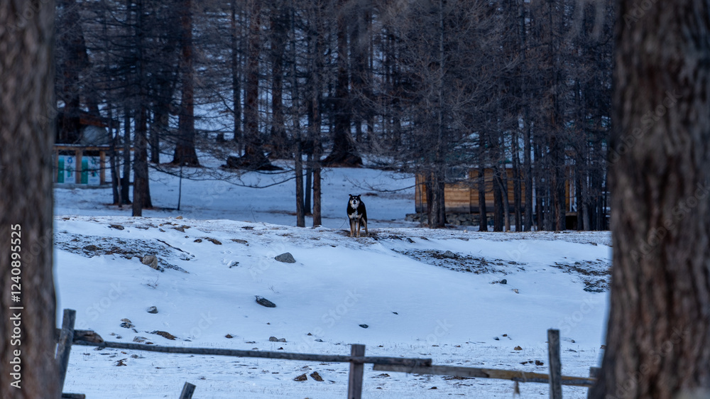 Fototapeta premium A Watchful Dog in Snow A lone dog stands alert on the snowy ground of a forest in Khuvsgul, Mongolia, framed by trees and rustic wooden structures.