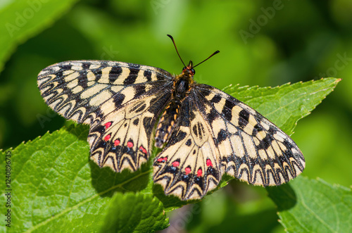 Zerynthia polyxena sitting butterfly, butterfly on a sunny meadow. spring butterflies, southern festoon.  photo