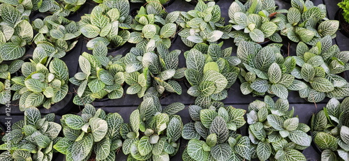 Nerve plant (Fittonia verschaffeltii). Mosaic Plant leaves are dark green and shiny with white veins and soft hairs on leaves. Is a herbaceous, ground cover plant in the family Fittonia verschaffeltii photo