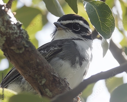 Black-capped Gnatcatcher perched on branch, sunlit leaves background; nature photography photo