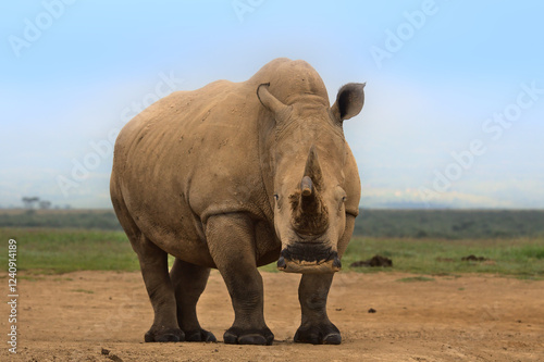 front profile and low angle of southern white rhino standing alert in the wild savannah of solio game reserve, kenya photo