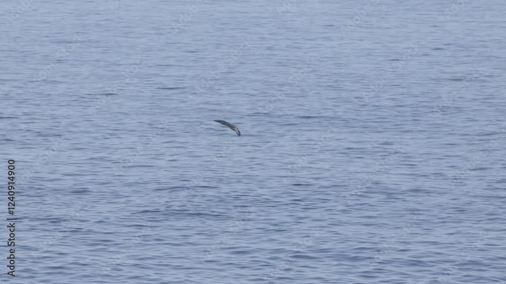 Gaviota volando sobre el mar baja al agua