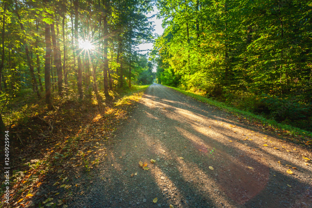 Fototapeta premium Gravel road in green forest with sunlight