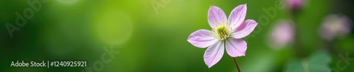 Delicate clematis flower bud with soft colors, spring, clematis, green