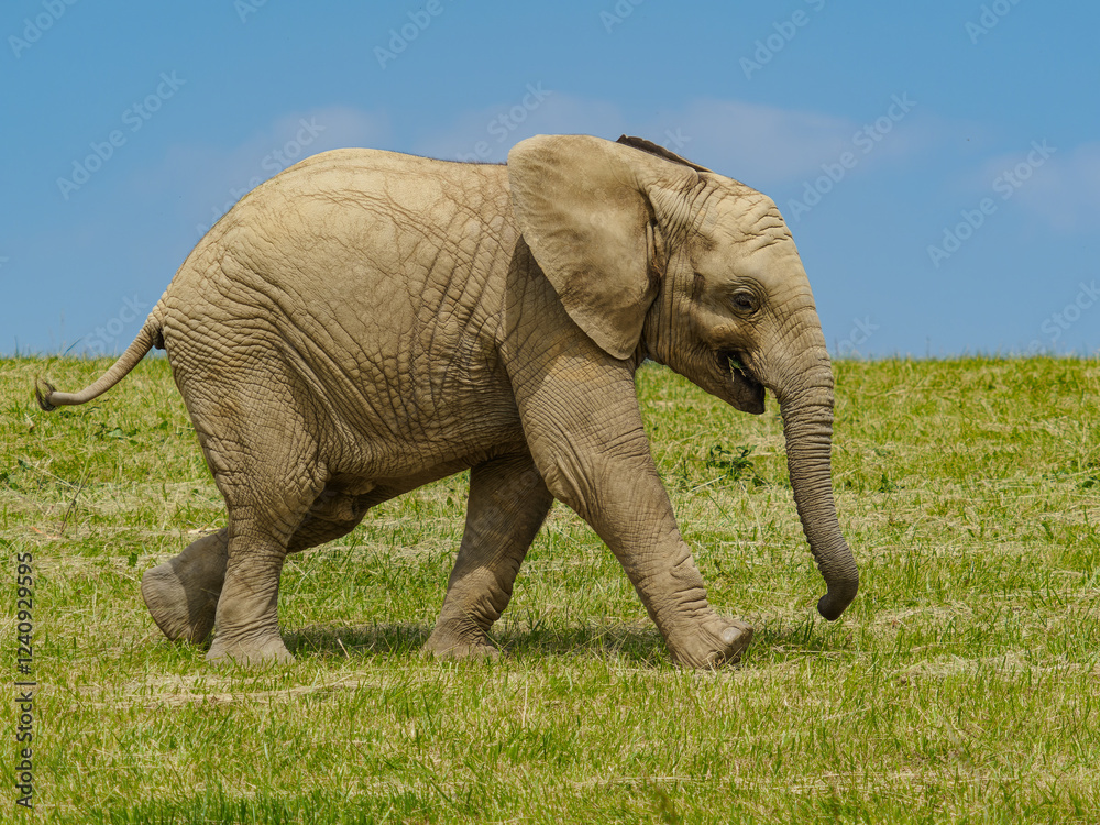 Fototapeta premium Young african elephant on meadow