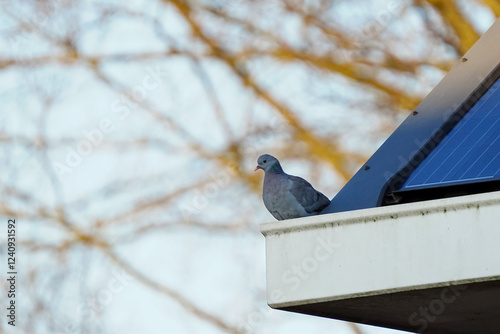 Wood Pigeon Resting on a Modern Rooftop with Solar Panel