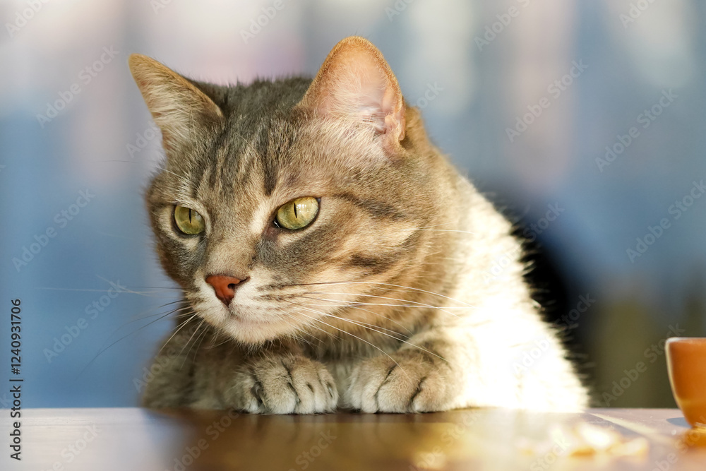 Fototapeta premium Curious Tabby Cat Resting Paws on a Table in Warm Sunlight
