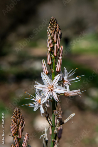 Close up of wild white Asphodel in nature in rural northern Israel.
 photo