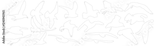 Set of contours of birds (gulls). Vector illustration