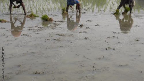 Farmers are planning rice or paddy seeds in the flooded field