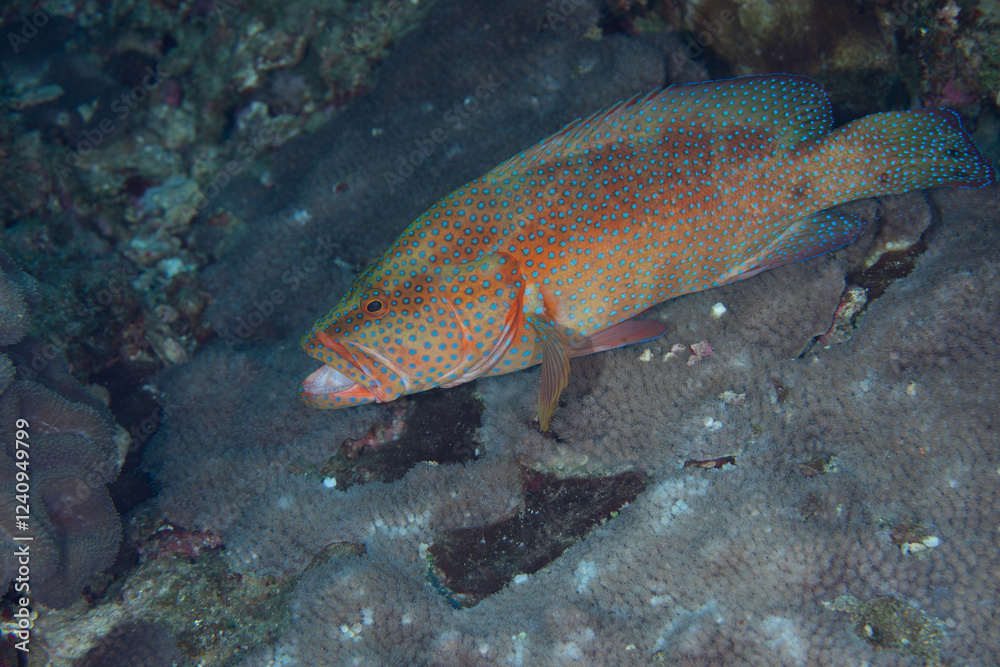 Naklejka premium ユカタハタ 小笠原