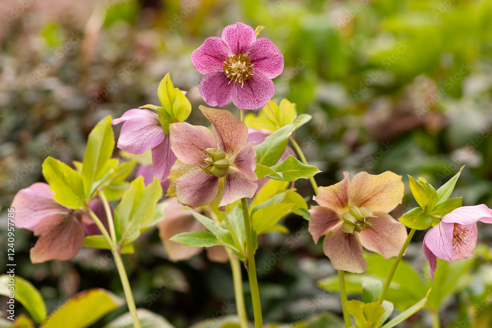 Obraz premium 花壇のクリスマスローズ