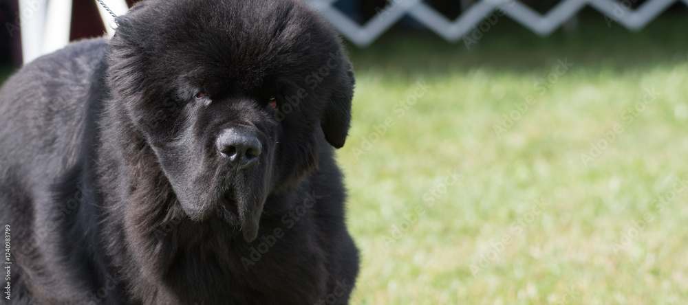 Newfoundland close-up in a dog show ring. Newfoundland close-up in a dog show ring.