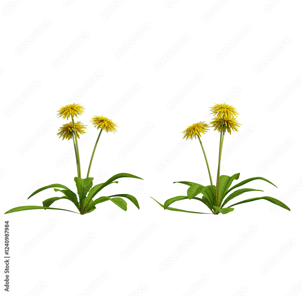 Fototapeta premium yellow flower isolated on transparant background. 3d rendering