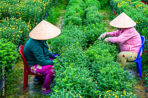 Women working on flower farm in Cho Lach district, Ben Tre province, Vietnam photo