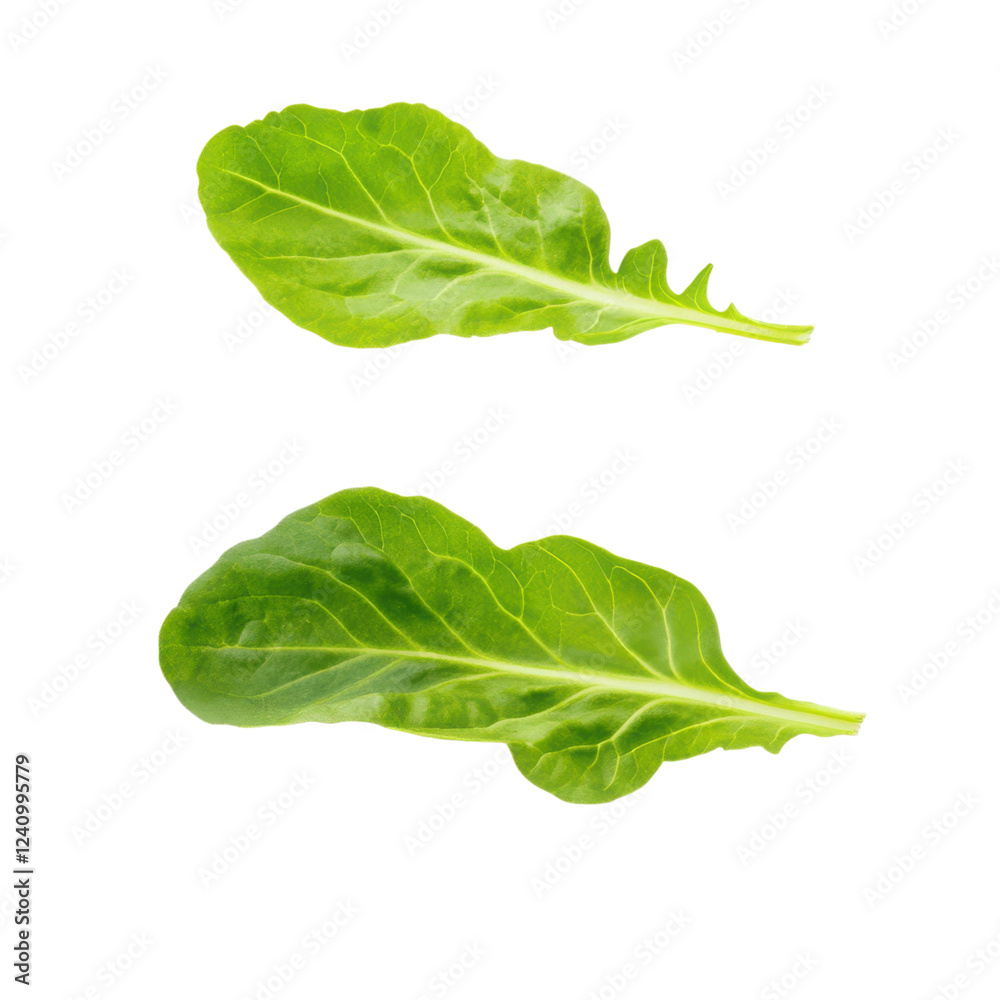 Fresh green leafy vegetables on black background Fresh green leafy vegetables on black background