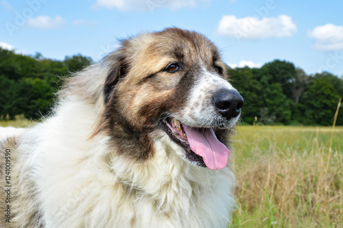 Beautiful Pyrenean Mountain Dog in the verdant countryside landscape, this is a sheepdog breed.