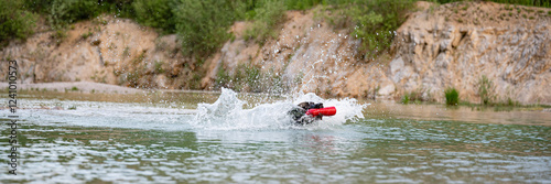 Active dog swimming in the lake while retrieving a toy
