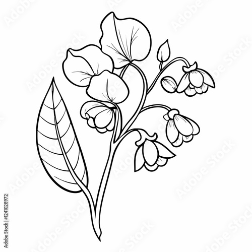 Sweet pea flower illustration in black and white on a simple background