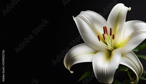 white lily flower on black background