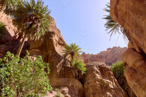 Palm trees growing among sandstone cliffs in a desert oasis. Wadi Ghuweir canyon with lush vegetation in Jordan, showing contrast between harsh desert and life-sustaining water.