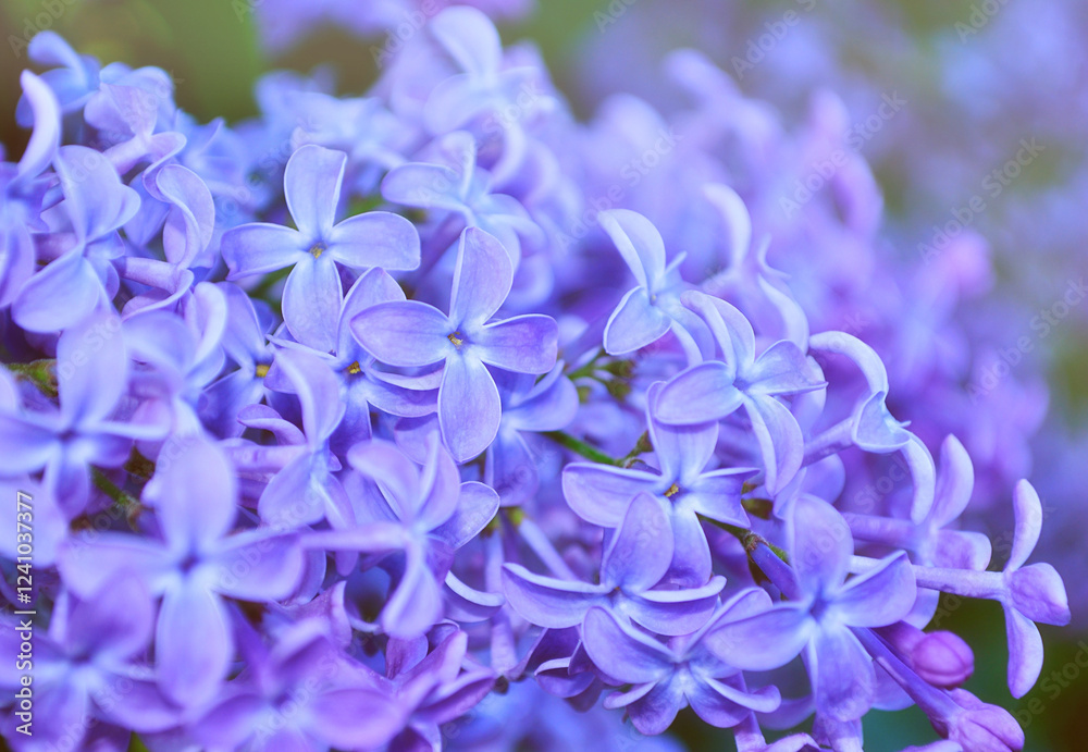Spring background, blooming lilac flowers in the spring garden. Selective focus at the central flowers, pastel and soft focus applied Spring background, blooming lilac flowers in the spring garden. Selective focus at the central flowers, pastel and soft focus applied