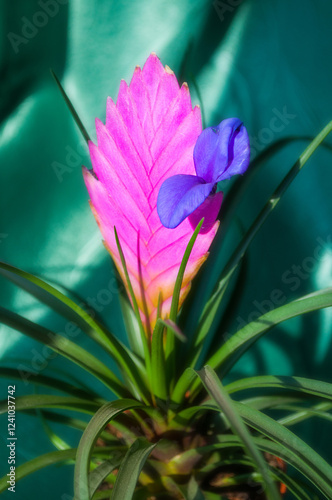 Tillandsia Cyanea Anita - closeup of pink peduncle and purple flower. Tillandsia cyanea is native to Ecuador. Shallow DOF, selective soft focus photo