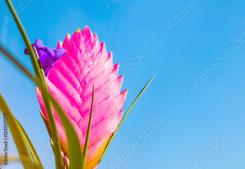 Fotografie Spring flower background with Tillandsia Cyanea Anita - closeup of pink peduncle and purple flower