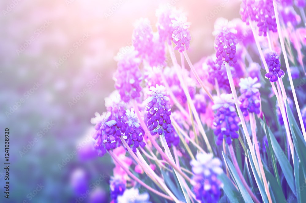 Fototapeta premium Spring flowers muscari - floral natural spring background with bright fresh muscari flowers in the spring garden