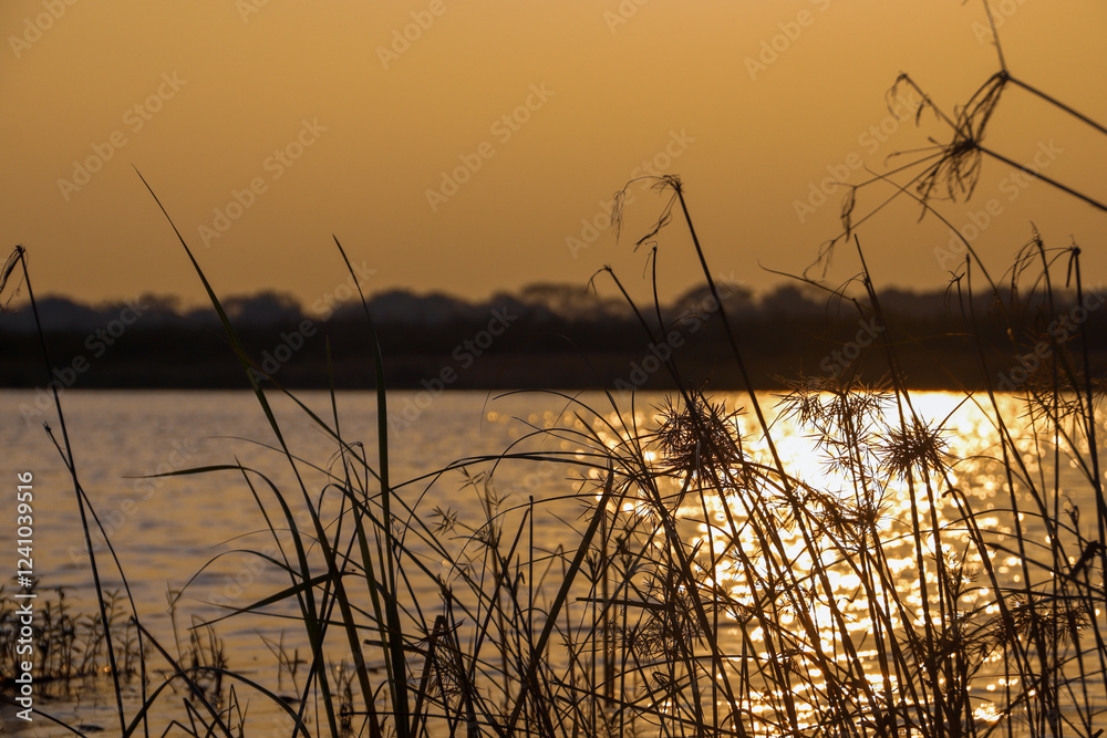 Fototapeta premium sunset on the river in tamil nadu India 