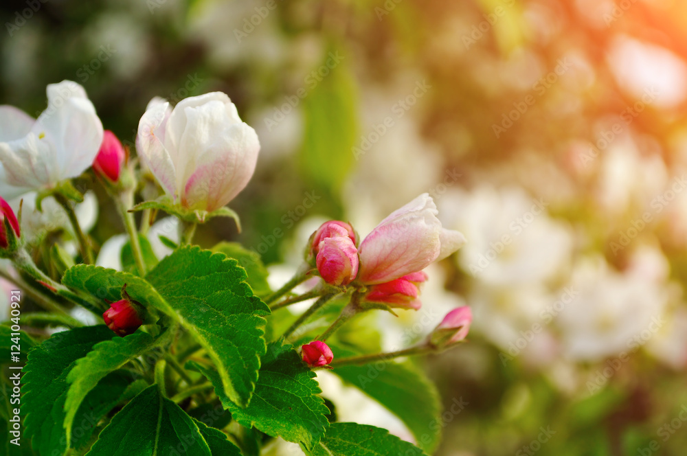 Apple flowers in spring blossom under soft sunlight- natural spring floral background. Apple tree in the spring garden. Selective focus at the central buds. Apple flowers in spring blossom under soft sunlight- natural spring floral background. Apple tree in the spring garden. Selective focus at the central buds.