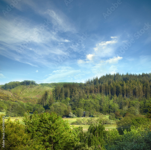 Landscape, growth and trees in nature, sky and eco friendly with carbon sequestration, space and outdoor. Travel, plants and sustainable for holiday in environment, adventure and mockup in Denmark photo