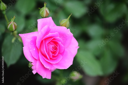 美しいバラの花