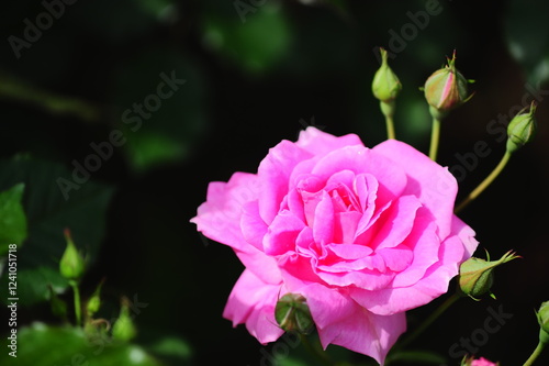 美しいバラの花