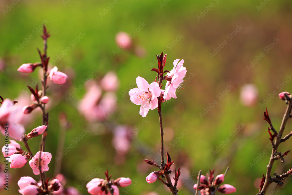 Peach trees blossom in spring Peach trees blossom in spring