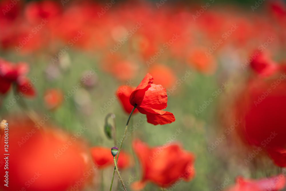 Naklejka premium Poppie field in sunny day